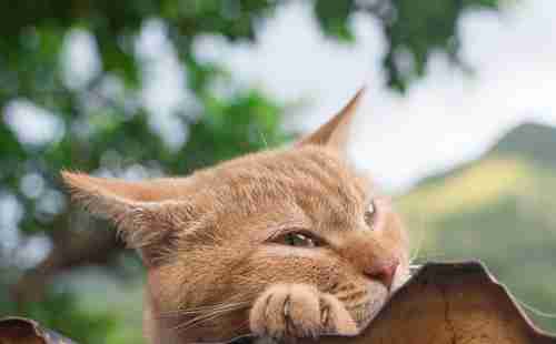 哪个国家猫最多 哪个国家猫最多