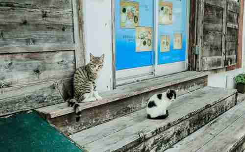 哪个国家猫最多 哪个国家猫最多