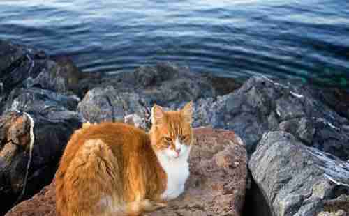 哪个国家猫最多 哪个国家猫最多