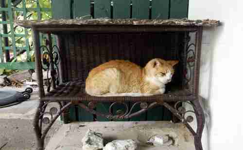 哪个国家猫最多