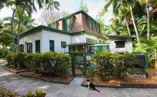 哪个国家猫最多 哪个国家猫最多