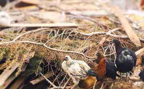 麗江哪里可以燒烤