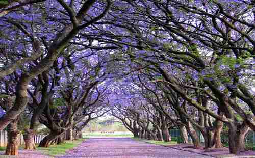 世界上最美的街道有哪些 世界上最美的街道有哪些