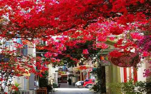 世界上最美的街道有哪些 世界上最美的街道有哪些