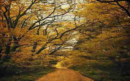 世界上最美的街道有哪些 世界上最美的街道有哪些