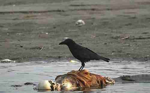 中國人去印度旅游安全嗎 中國人去印度旅游安全嗎