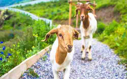 浮云牧场在哪里 游玩攻略2018 浮云牧场在哪里 游玩攻略2018