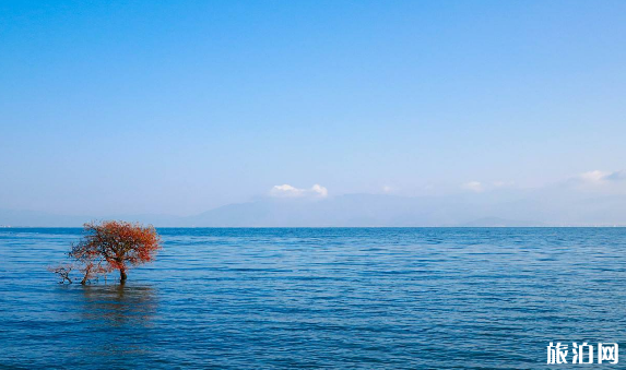 大理租電動車哪家靠譜