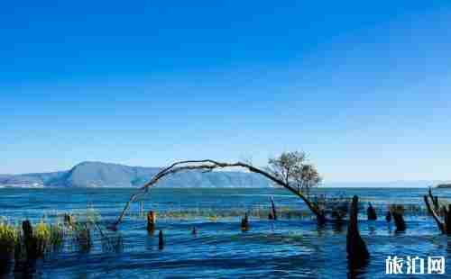 大理租電動車哪家靠譜