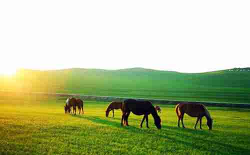 滿洲里旅游必去的景點有哪些 滿洲里旅游必去的景點有哪些