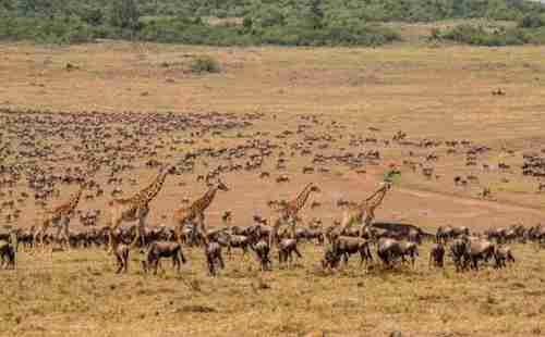 肯尼亞旅游帶些什么 去肯尼亞要打什么疫苗 肯尼亞旅游帶些什么 去肯尼亞要打什么疫苗