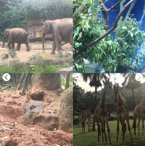 广州长隆旅游攻略2018 长隆旅游度假区要多少钱