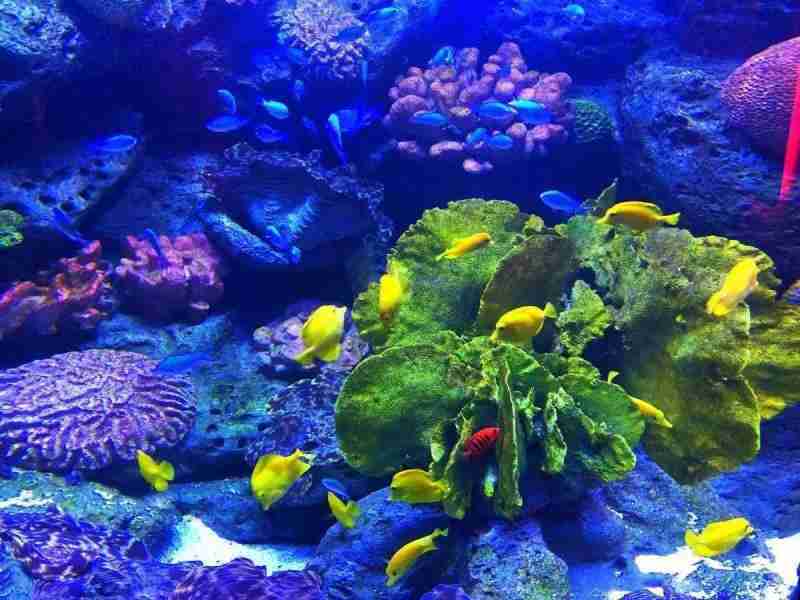 2018武漢六一兒童節(jié)去哪玩 親子游景點推薦