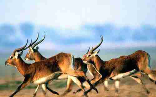 墨脫縣海拔多少米 有什么旅游景點(diǎn) 墨脫縣海拔多少米 有什么旅游景點(diǎn)