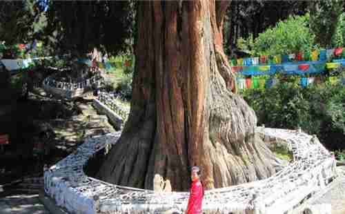 中國十大古樹排行