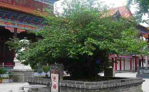 中國十大古樹排行