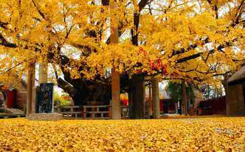 中國十大古樹排行