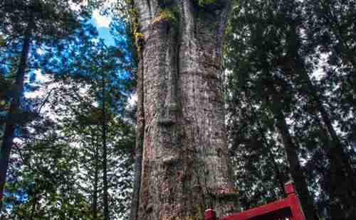 中國十大古樹排行