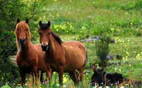 尼汝村旅游攻略
