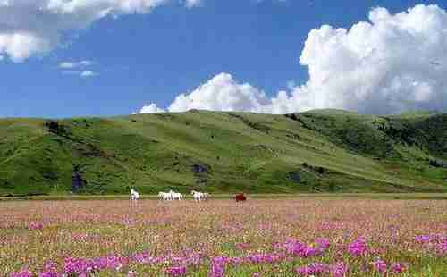 丹巴藏寨在哪里+海拔是多少+景點介紹 丹巴藏寨在哪里+海拔是多少+景點介紹