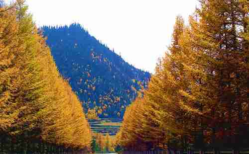 青海森林公園有哪些+旅游景點介紹