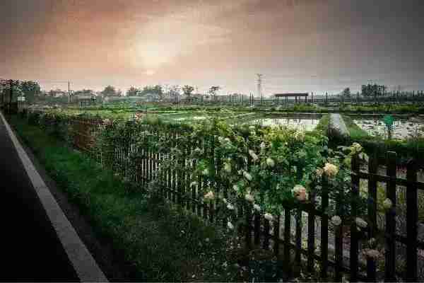 6月南京旅游攻略 6月南京哪兒好玩