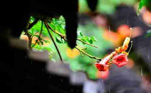 梅雨季节是什么时候 梅雨季节是什么时间 梅雨季节是什么时候 梅雨季节是什么时间