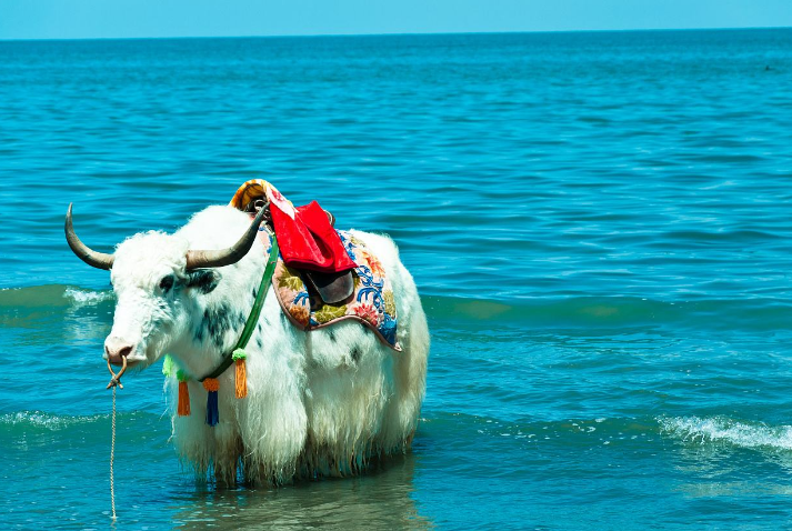 七月去青海湖注意事項(xiàng) 