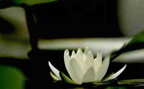 2018無錫蠡園荷花什么時候開