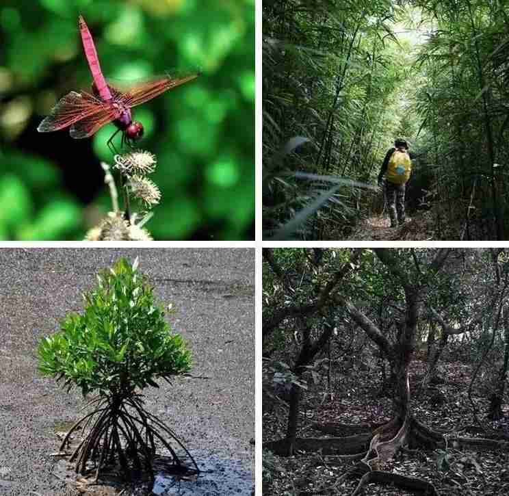 香港島嶼哪個好玩 香港島嶼旅游推薦