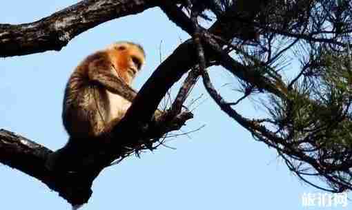 宁陕县有什么好玩的 宁陕县景点介绍 宁陕县有什么好玩的 宁陕县景点介绍