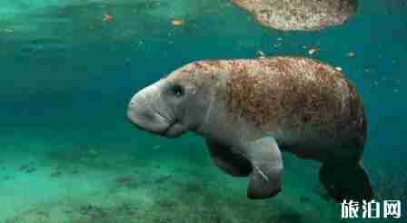 多米尼加旅游景点有哪些+美食介绍 多米尼加旅游景点有哪些+美食介绍