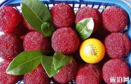 浙江哪个地方的杨梅最好吃 浙江哪个地方的杨梅最好吃