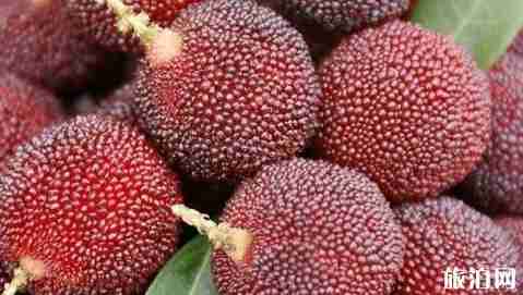 浙江哪个地方的杨梅最好吃 浙江哪个地方的杨梅最好吃