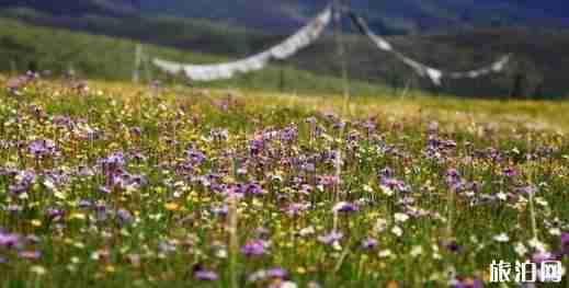 四川6月旅游的地方有哪些 旅游景点介绍