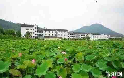 荷花节是几月几日 广元昭化第八届荷花节开幕 荷花节是几月几日 广元昭化第八届荷花节开幕