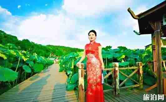 荷花节是几月几日 广元昭化第八届荷花节开幕 荷花节是几月几日 广元昭化第八届荷花节开幕