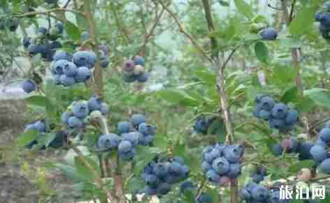 乌羊麻苗寨蓝莓怎么样 乌羊麻苗寨蓝莓怎么样