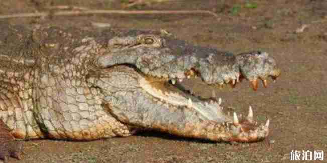 加纳旅游景点有哪些 加纳旅游景点介绍