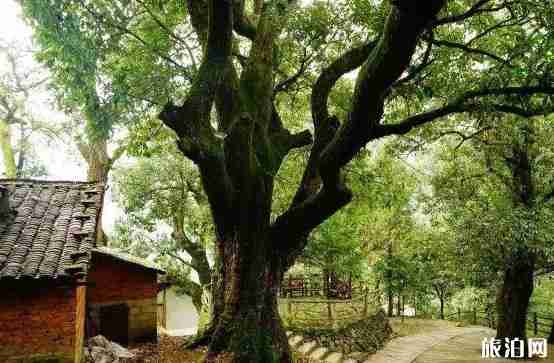 浙江民宿推荐 浙江民宿除了莫干山还有哪些民宿值得推荐