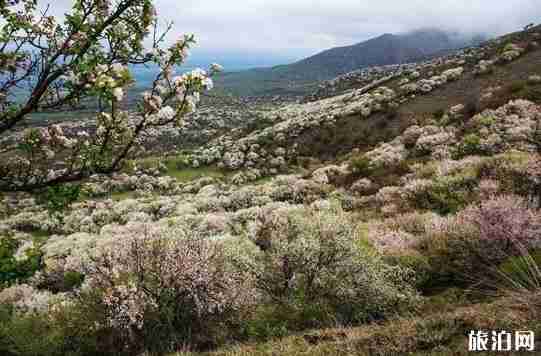 新疆花海圖片 新疆去哪里看花