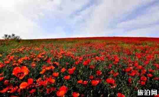 新疆花海圖片 新疆去哪里看花