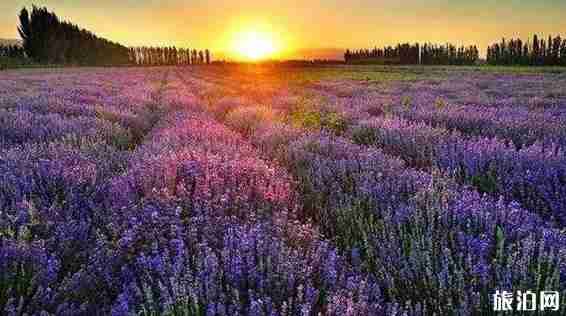 新疆花海圖片 新疆去哪里看花