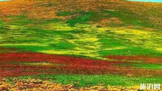 新疆花海圖片 新疆去哪里看花