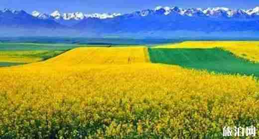 新疆花海圖片 新疆去哪里看花