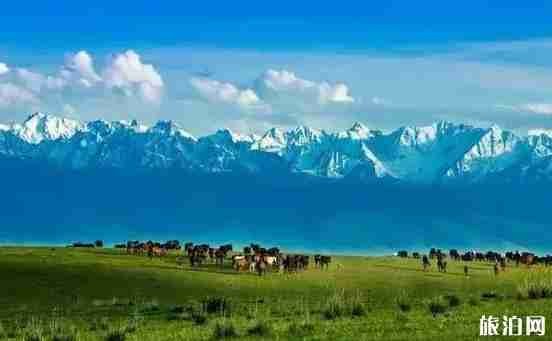 新疆草原有哪幾大草原 新疆草原圖片 新疆草原有哪幾大草原 新疆草原圖片