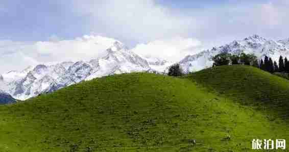 新疆草原有哪幾大草原 新疆草原圖片 新疆草原有哪幾大草原 新疆草原圖片
