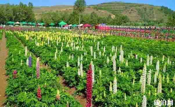青海花海照片 青海花海景区介绍 青海花海照片 青海花海景区介绍