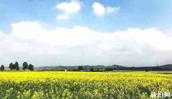 青海花海照片 青海花海景区介绍 青海花海照片 青海花海景区介绍