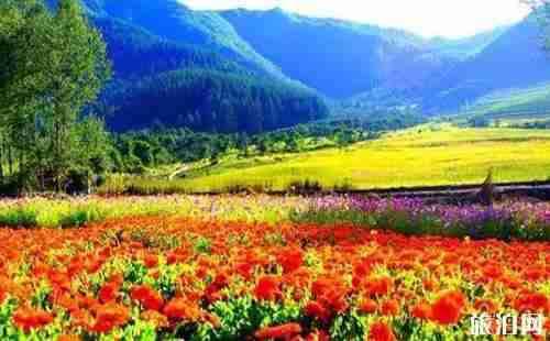 青海花海照片 青海花海景区介绍 青海花海照片 青海花海景区介绍